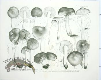 Mushroom Atlas 55